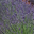 Lavendel