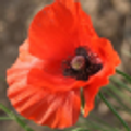 Remember WW I