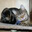 GIDGET