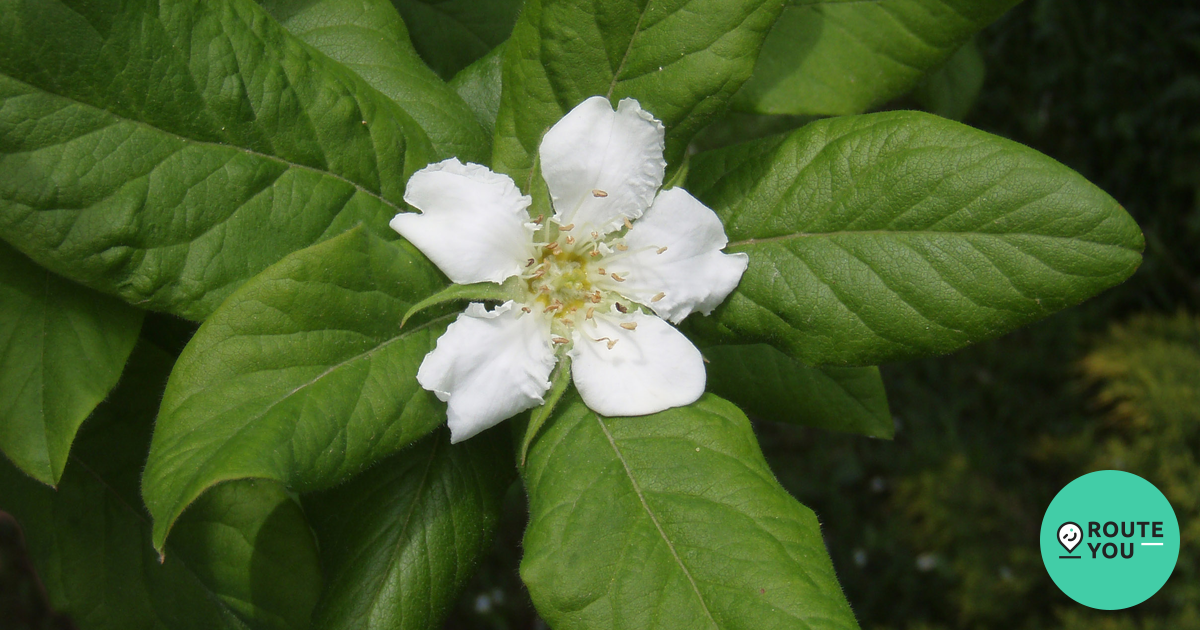 1. Mispel - Néflier (Mespilus germanica) - POI | RouteYou