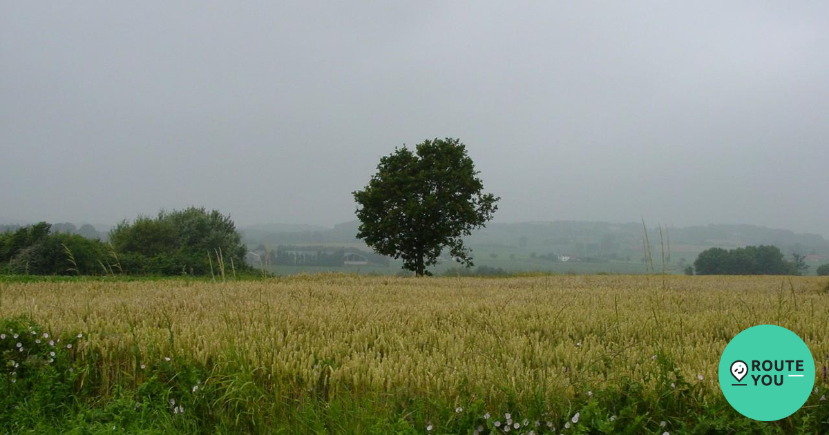 Opgaande eik als herdenkingsboom voor slachtoffer oorlogsmunitie Boom RouteYou Opgaande eik als herdenkingsboom voor slachtoffer oorlogsmunitie Boom RouteYou