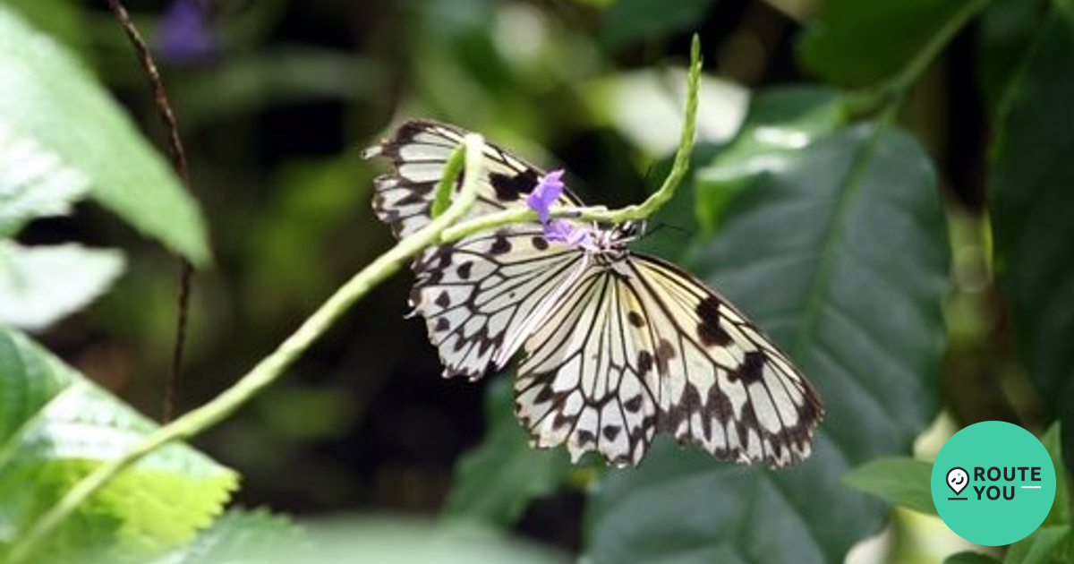 Vlinderparadijs Papiliorama - POI | RouteYou