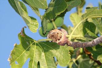 Fig tree