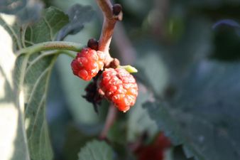 Mulberry (morus)