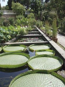 Botanischer Garten Padua Garten Routeyou