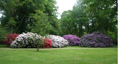 Rhododendron Park Bremen City Park Routeyou