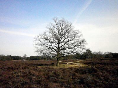 Blik op een restant van de eens zo weidse Gooise Heide - Heide | RouteYou