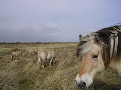Natuurgebied Solleveld
