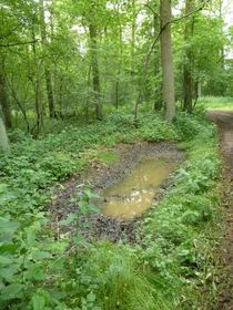 Laakvalleien Varendonkwandeling Hikingroute Routeyou